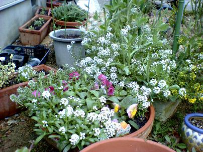 アリサッム、パンジー