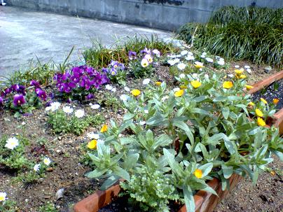 パンジー、ノースボール、冬知らず