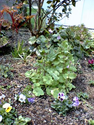 紫花菜、パンジー