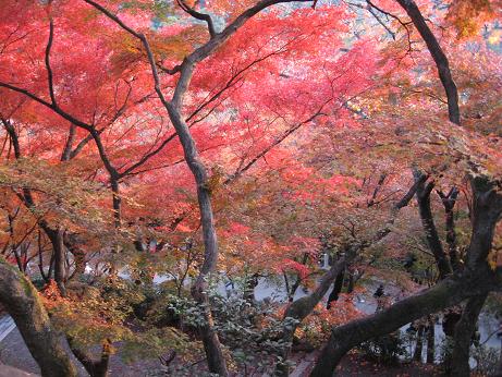 まさに紅葉