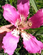 パイネイラアップ