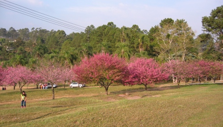 sakura