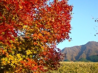 塚原高原の紅葉