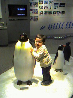 ペンギンと