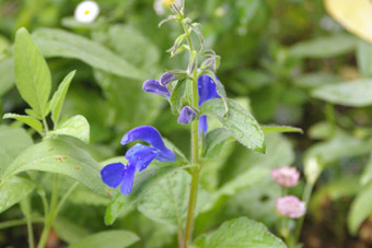 サルビア,ケンブリッジブルー.jpg