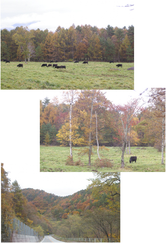 2009yatugatake _2.jpg