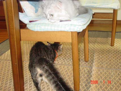 しまじろう・１