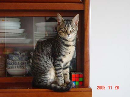 しまじろう・２