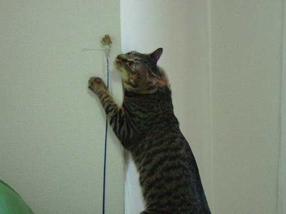 しまじろう・３