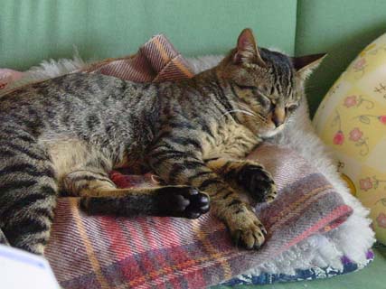 しまじろう・４