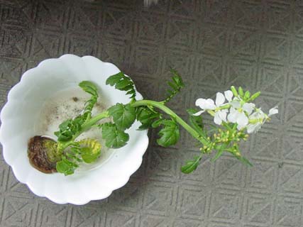 大根の花