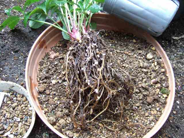 roots