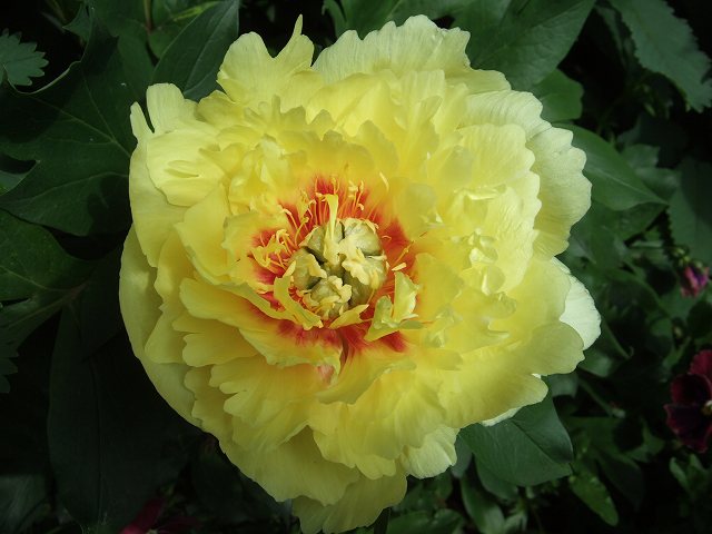 peony2