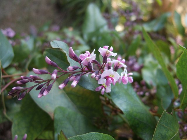 hardenbergia