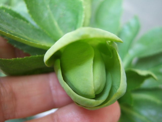 greenspot