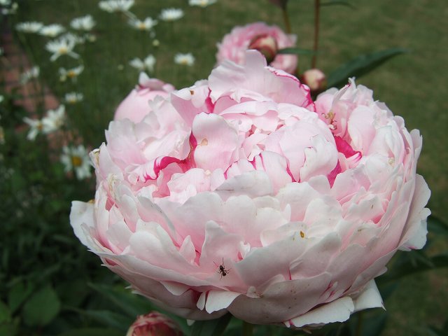peony3