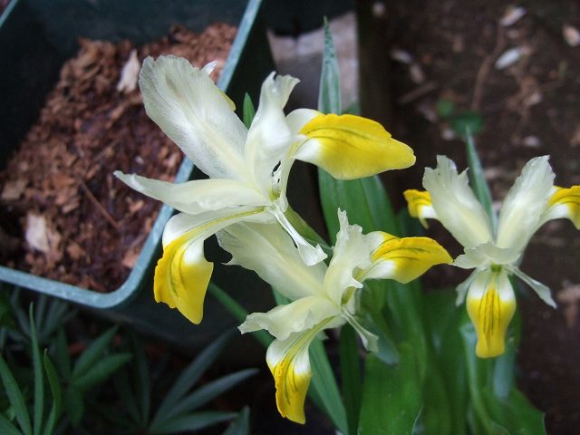 iris