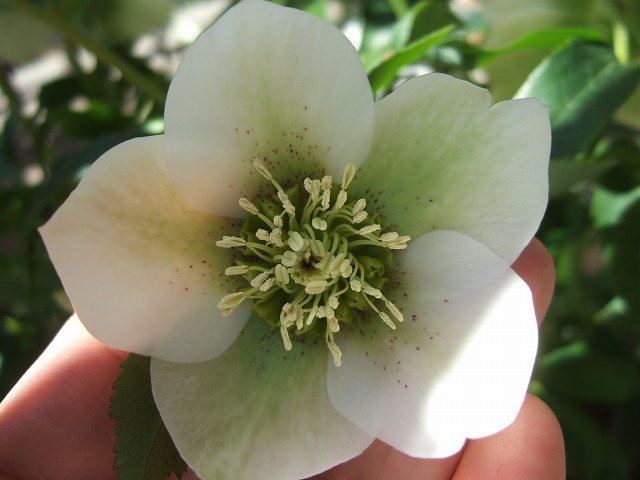 whitespot