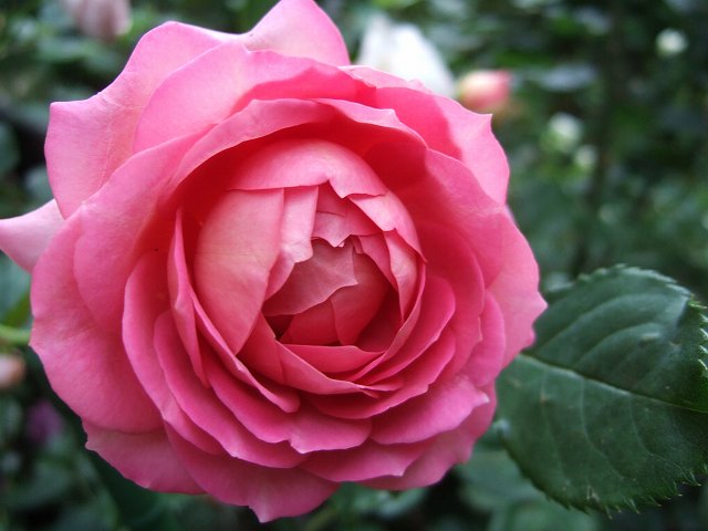 jubilee