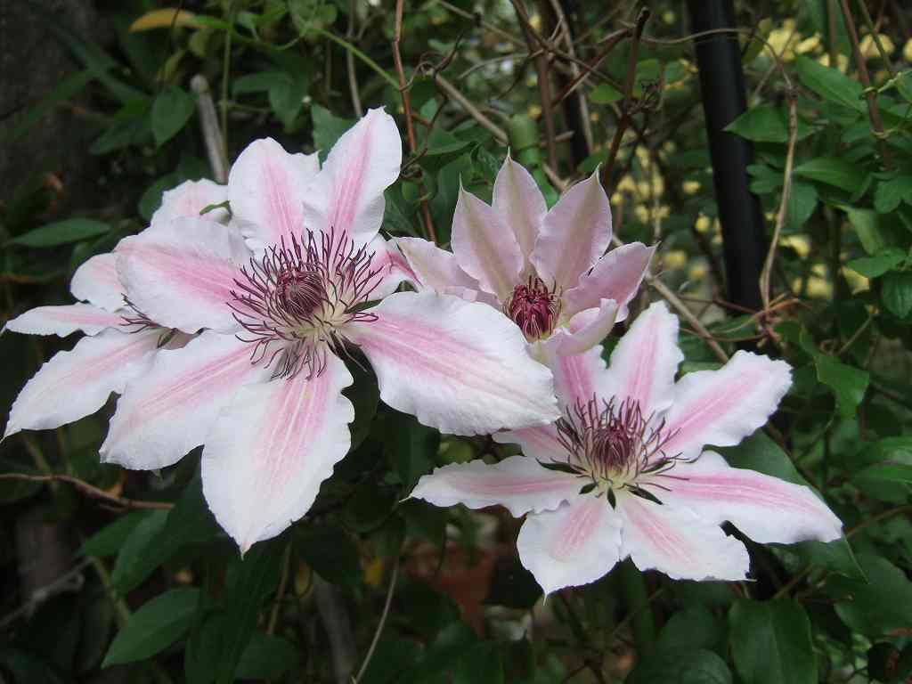 nerimosa