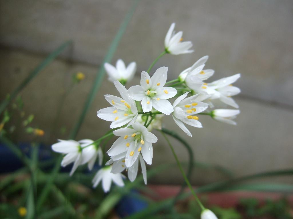 alium