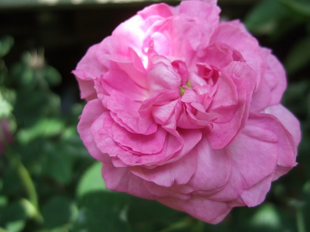 belldecrecy