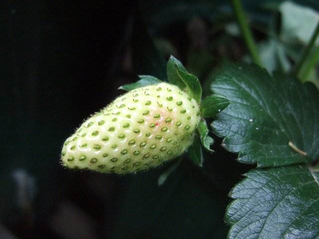 superstrawberry