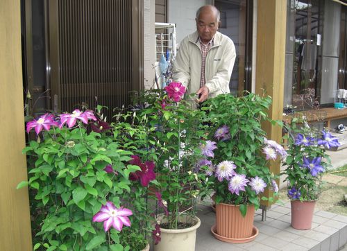 美しいクレマチスの魅力 田舎暮らしで野菜を育てる 楽天ブログ