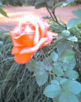 rose at Kannai