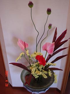 丹頂・アンス・赤ドラ・スターチス