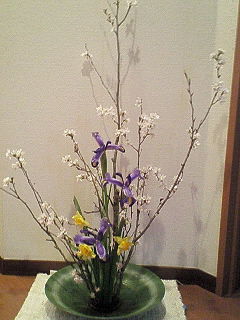 ２００８年３月　桜・アイリス・水仙