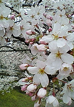 2010年4月3 日桜