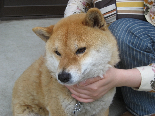 飛鳥寺隣在住イブちゃん♪