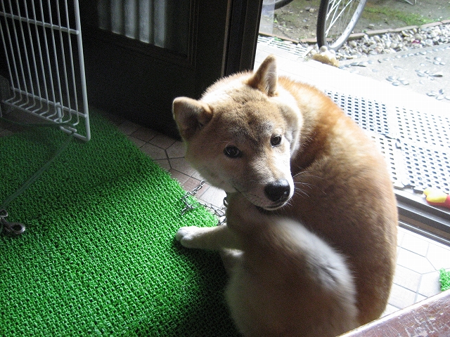 かゆいんだよ