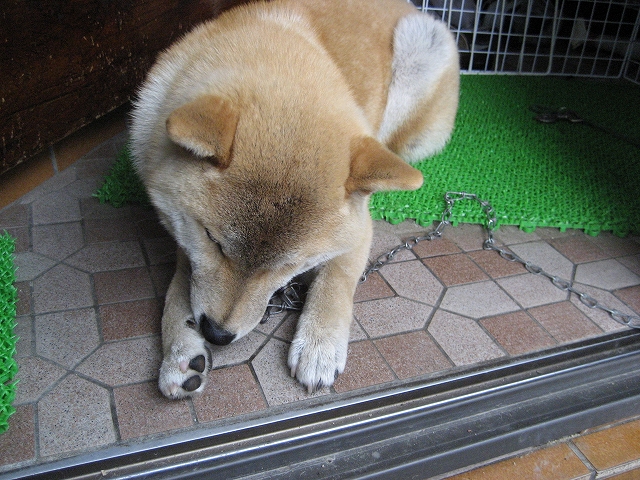 おてて、ぺろぺろ