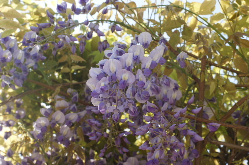 DSC00732.JPG