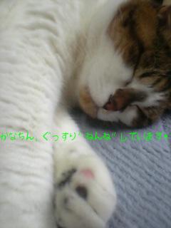 かなちんの、寝顔♪