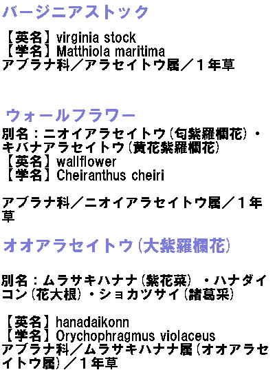 バージニアストック