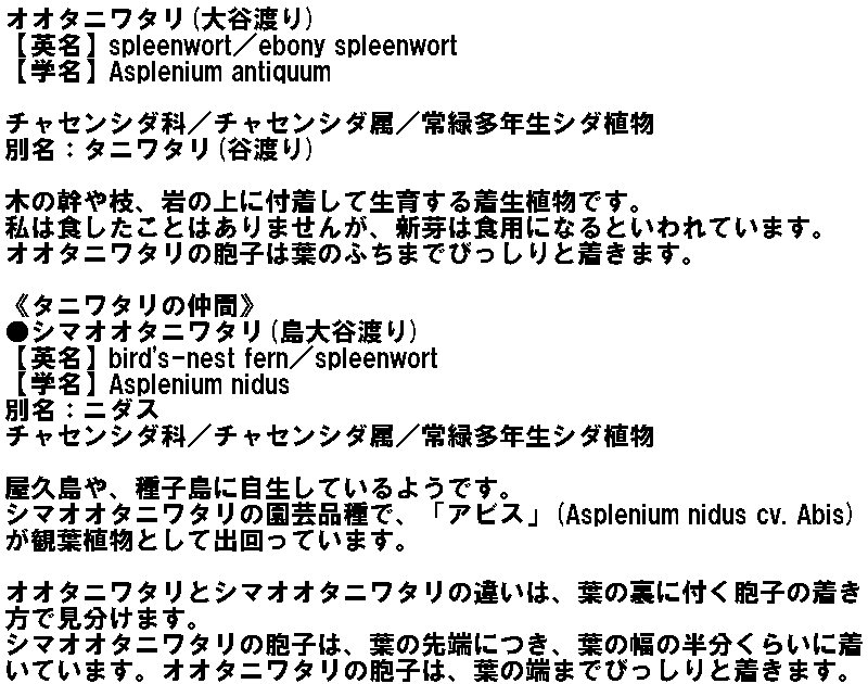 オオタニワタリ