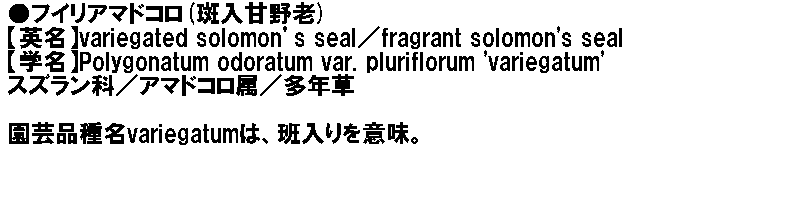 フイリアマドコロ●フイリアマドコロ(斑入甘野老)<br />
【英名】variegated solomon’s seal／fragrant solomon's seal<br />
【学名】Polygonatum odoratum var. pluriflorum 'variegatum'<br />
スズラン科／アマドコロ属／多年草<br />
<br />
園芸品種名variegatumは、班入りを意味