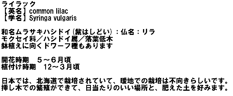 ライラック