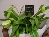 Paphiopedilum ～Christmas Green～