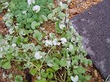 dichondra