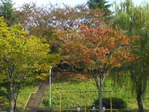 近所の公園の紅葉