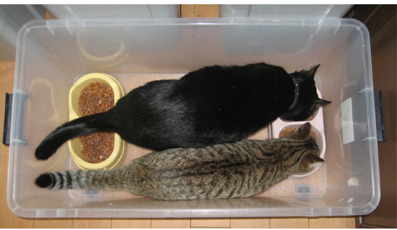 ご飯は衣装ケースの中で ねこだらけ いぬも 楽天ブログ