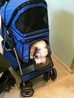どうなの