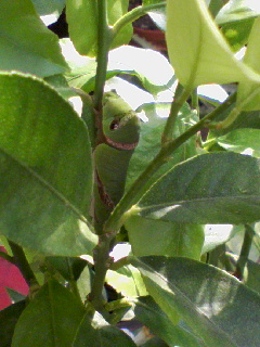 害虫？1