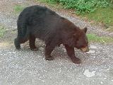 くま.JPG