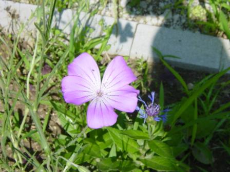 DSC02477.JPG