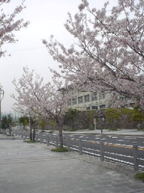 karatsu05